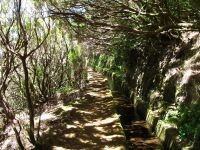 Levada_Alecrim
